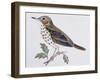 Mistle Thrush (Turdus Viscivorus), Turdidae-null-Framed Giclee Print