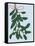 Mistletoe, 2014-Isobel Barber-Framed Stretched Canvas