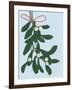 Mistletoe, 2014-Isobel Barber-Framed Giclee Print