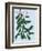 Mistletoe, 2014-Isobel Barber-Framed Giclee Print