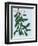 Mistletoe, 2014-Isobel Barber-Framed Giclee Print