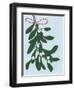 Mistletoe, 2014-Isobel Barber-Framed Giclee Print