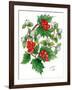 Mistletoe and Holly Wreath-Nell Hill-Framed Giclee Print