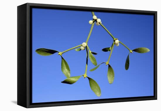 Mistletoe Detailed Study of Ripe Berries and Leaves-null-Framed Stretched Canvas