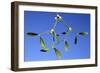 Mistletoe Detailed Study of Ripe Berries and Leaves-null-Framed Photographic Print