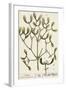 Mistletoe from A Curious Herbal, 1782-Elizabeth Blackwell-Framed Giclee Print