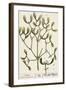 Mistletoe from A Curious Herbal, 1782-Elizabeth Blackwell-Framed Giclee Print