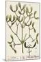 Mistletoe from A Curious Herbal, 1782-Elizabeth Blackwell-Mounted Giclee Print