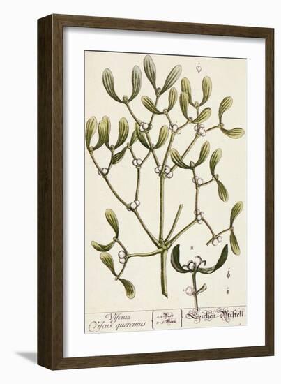 Mistletoe from A Curious Herbal, 1782-Elizabeth Blackwell-Framed Giclee Print