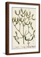 Mistletoe from A Curious Herbal, 1782-Elizabeth Blackwell-Framed Giclee Print