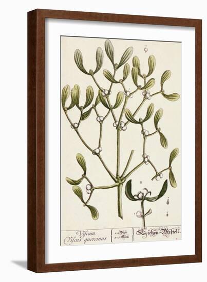 Mistletoe from A Curious Herbal, 1782-Elizabeth Blackwell-Framed Giclee Print