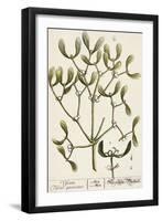 Mistletoe from A Curious Herbal, 1782-Elizabeth Blackwell-Framed Giclee Print