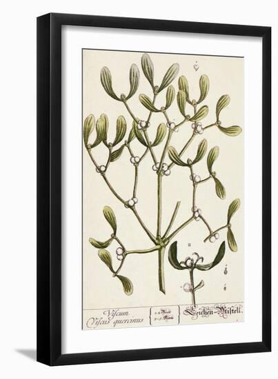 Mistletoe from A Curious Herbal, 1782-Elizabeth Blackwell-Framed Giclee Print