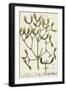 Mistletoe from A Curious Herbal, 1782-Elizabeth Blackwell-Framed Giclee Print