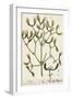 Mistletoe from A Curious Herbal, 1782-Elizabeth Blackwell-Framed Giclee Print