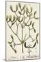 Mistletoe from A Curious Herbal, 1782-Elizabeth Blackwell-Mounted Giclee Print