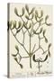 Mistletoe from A Curious Herbal, 1782-Elizabeth Blackwell-Stretched Canvas
