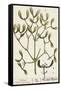 Mistletoe from A Curious Herbal, 1782-Elizabeth Blackwell-Framed Stretched Canvas