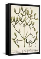 Mistletoe from A Curious Herbal, 1782-Elizabeth Blackwell-Framed Stretched Canvas