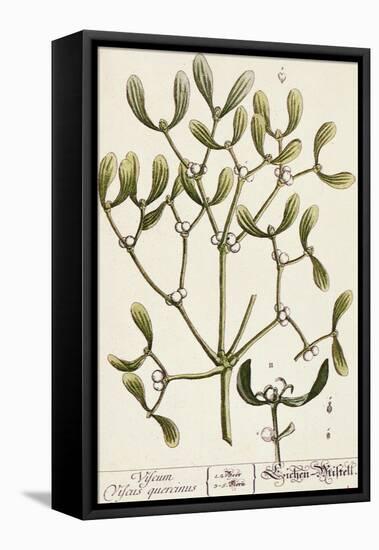 Mistletoe from A Curious Herbal, 1782-Elizabeth Blackwell-Framed Stretched Canvas