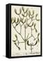 Mistletoe from A Curious Herbal, 1782-Elizabeth Blackwell-Framed Stretched Canvas