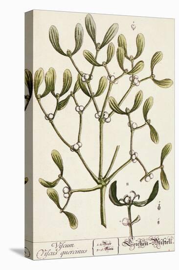Mistletoe from A Curious Herbal, 1782-Elizabeth Blackwell-Stretched Canvas