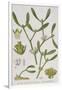 Mistletoe, from 'A Curious Herbal', Published in Nuremburg in 1757-Elizabeth Blackwell-Framed Giclee Print