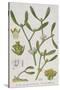 Mistletoe, from 'A Curious Herbal', Published in Nuremburg in 1757-Elizabeth Blackwell-Stretched Canvas