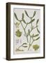 Mistletoe, from 'A Curious Herbal', Published in Nuremburg in 1757-Elizabeth Blackwell-Framed Giclee Print