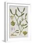 Mistletoe, from 'A Curious Herbal', Published in Nuremburg in 1757-Elizabeth Blackwell-Framed Giclee Print