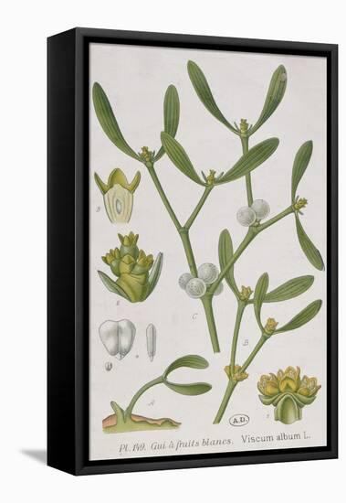 Mistletoe, from 'A Curious Herbal', Published in Nuremburg in 1757-Elizabeth Blackwell-Framed Stretched Canvas