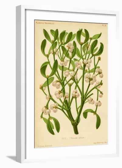 Mistletoe (Gui)-null-Framed Art Print