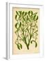 Mistletoe (Gui)-null-Framed Art Print