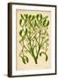 Mistletoe (Gui)-null-Framed Art Print