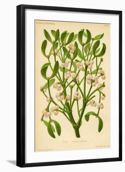 Mistletoe (Gui)-null-Framed Art Print