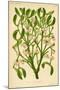 Mistletoe (Gui)-null-Mounted Art Print