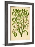 Mistletoe (Gui)-null-Framed Art Print