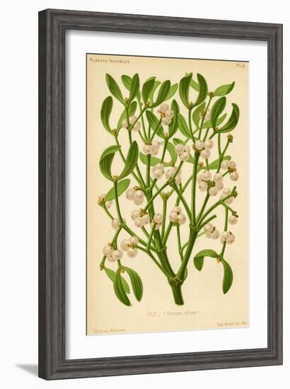 Mistletoe (Gui)-null-Framed Art Print