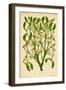 Mistletoe (Gui)-null-Framed Art Print