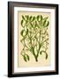 Mistletoe (Gui)-null-Framed Art Print