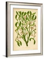 Mistletoe (Gui)-null-Framed Art Print