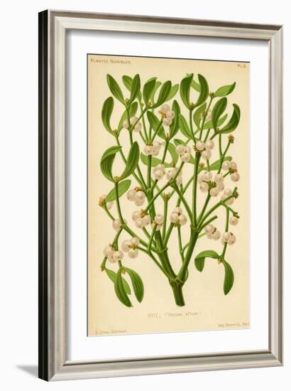 Mistletoe (Gui)-null-Framed Art Print