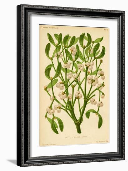 Mistletoe (Gui)-null-Framed Art Print