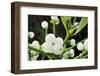 Mistletoe (Viscum album) close-up of berries, England, December-Laurie Campbell-Framed Photographic Print