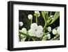 Mistletoe (Viscum album) close-up of berries, England, December-Laurie Campbell-Framed Photographic Print