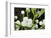 Mistletoe (Viscum album) close-up of berries, England, December-Laurie Campbell-Framed Photographic Print