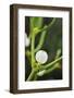 Mistletoe (Viscum album) close-up of berries, England, December-Laurie Campbell-Framed Photographic Print