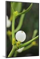 Mistletoe (Viscum album) close-up of berries, England, December-Laurie Campbell-Mounted Photographic Print