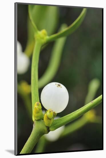 Mistletoe (Viscum album) close-up of berries, England, December-Laurie Campbell-Mounted Photographic Print