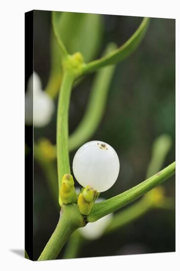 Mistletoe (Viscum album) close-up of berries, England, December-Laurie Campbell-Stretched Canvas